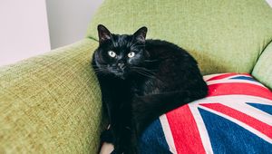 Preview wallpaper cat, black, lying, chair