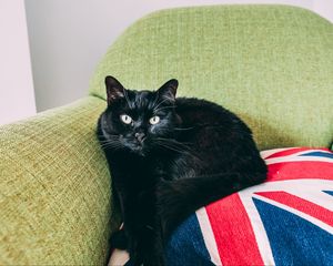 Preview wallpaper cat, black, lying, chair