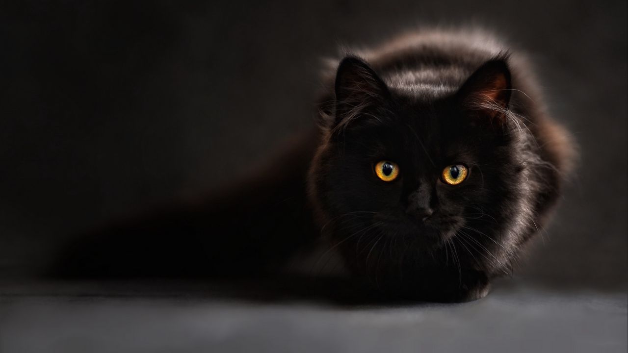 Wallpaper cat, black, maine coon, eyes, looks