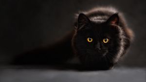 Preview wallpaper cat, black, maine coon, eyes, looks