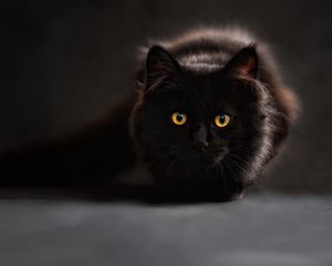 Preview wallpaper cat, black, maine coon, eyes, looks