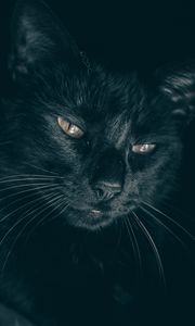 Preview wallpaper cat, black, muzzle, look, sleepy