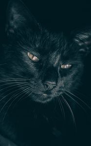 Preview wallpaper cat, black, muzzle, look, sleepy