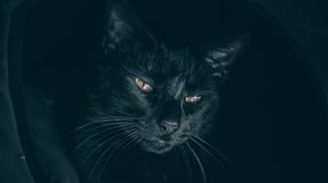 Preview wallpaper cat, black, muzzle, look, sleepy