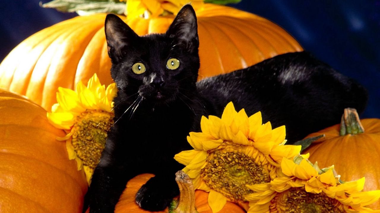 Wallpaper cat, black, pumpkin, sit