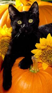 Preview wallpaper cat, black, pumpkin, sit