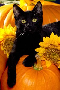 Preview wallpaper cat, black, pumpkin, sit