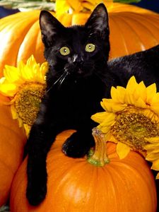 Preview wallpaper cat, black, pumpkin, sit