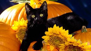 Preview wallpaper cat, black, pumpkin, sit