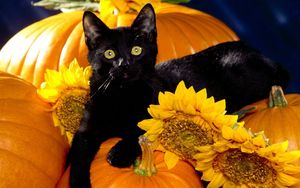 Preview wallpaper cat, black, pumpkin, sit