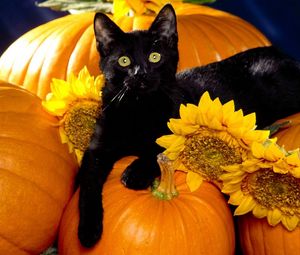 Preview wallpaper cat, black, pumpkin, sit