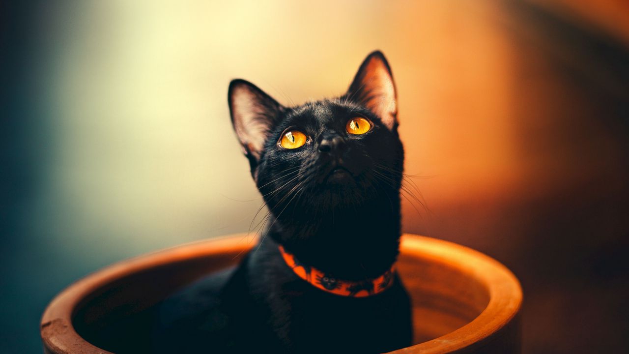 Wallpaper cat, black, sight, collar