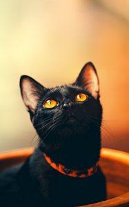 Preview wallpaper cat, black, sight, collar