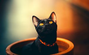 Preview wallpaper cat, black, sight, collar