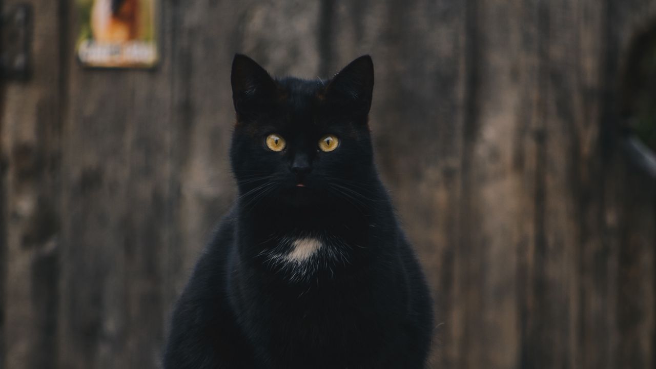 Wallpaper cat, black, sitting, looking