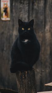 Preview wallpaper cat, black, sitting, looking