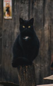 Preview wallpaper cat, black, sitting, looking