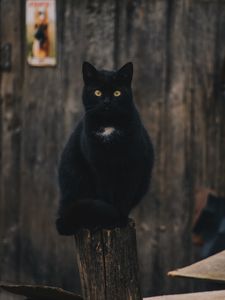 Preview wallpaper cat, black, sitting, looking