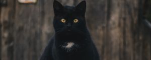 Preview wallpaper cat, black, sitting, looking