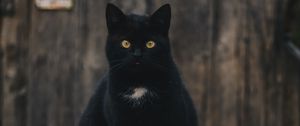 Preview wallpaper cat, black, sitting, looking