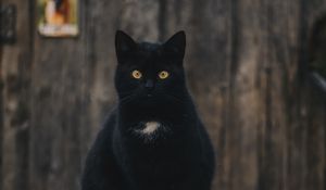 Preview wallpaper cat, black, sitting, looking