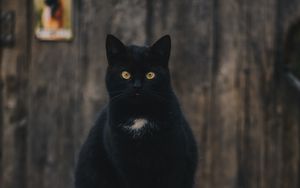 Preview wallpaper cat, black, sitting, looking