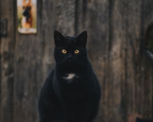 Preview wallpaper cat, black, sitting, looking