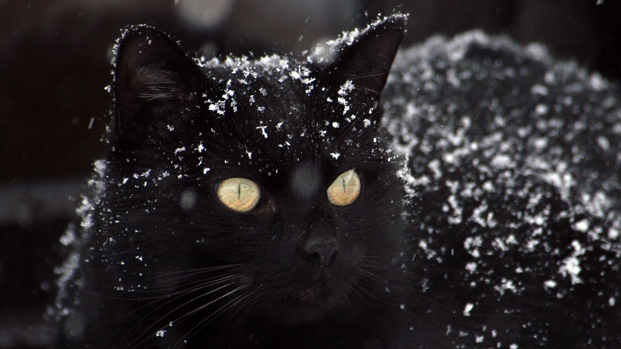 Wallpaper cat, black, snow, winter