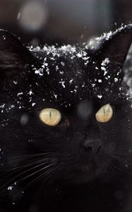 Preview wallpaper cat, black, snow, winter