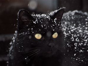 Preview wallpaper cat, black, snow, winter