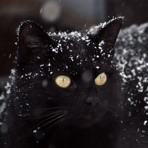 Preview wallpaper cat, black, snow, winter