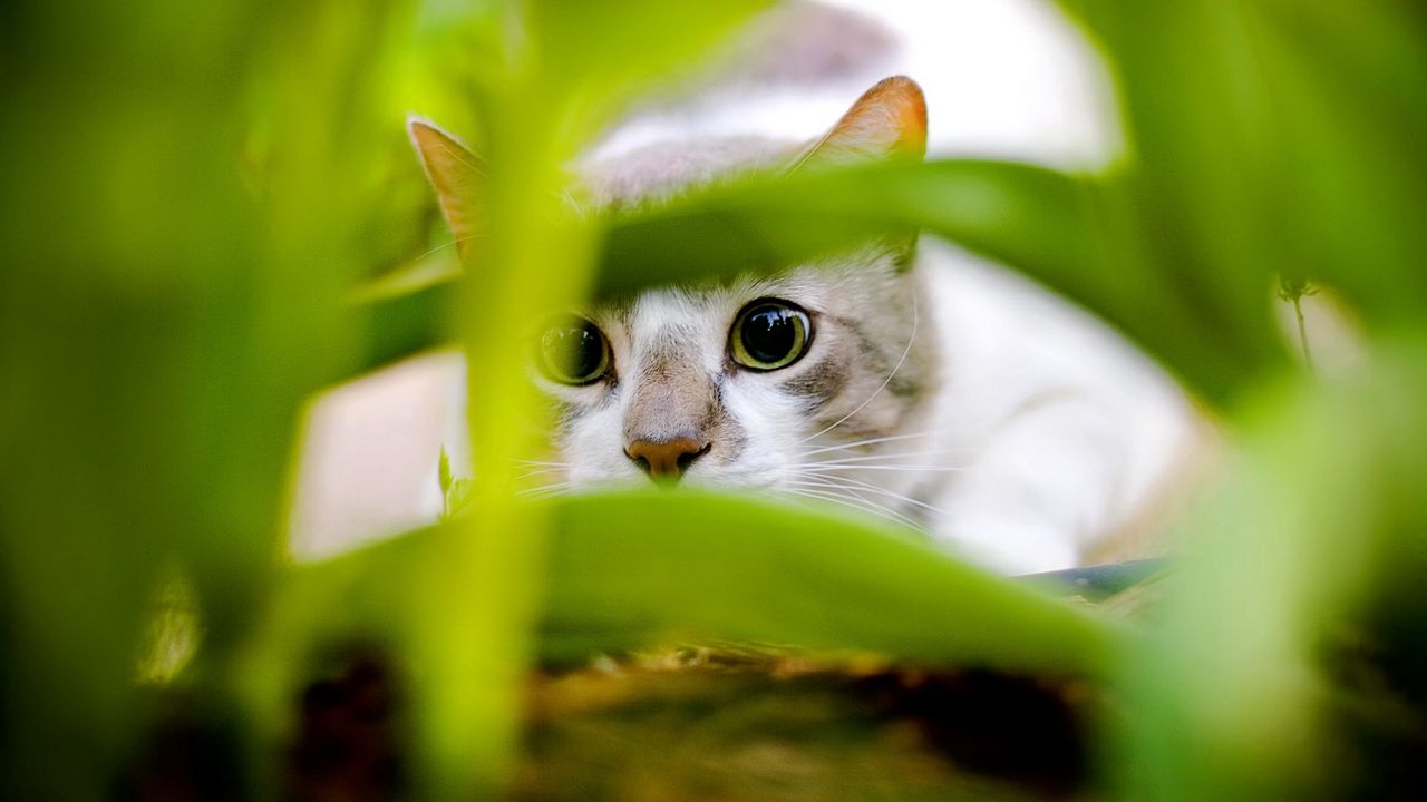 Wallpaper cat, black, white, grass, hunting