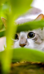 Preview wallpaper cat, black, white, grass, hunting