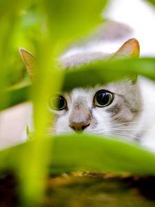 Preview wallpaper cat, black, white, grass, hunting