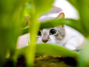 Preview wallpaper cat, black, white, grass, hunting