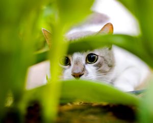 Preview wallpaper cat, black, white, grass, hunting