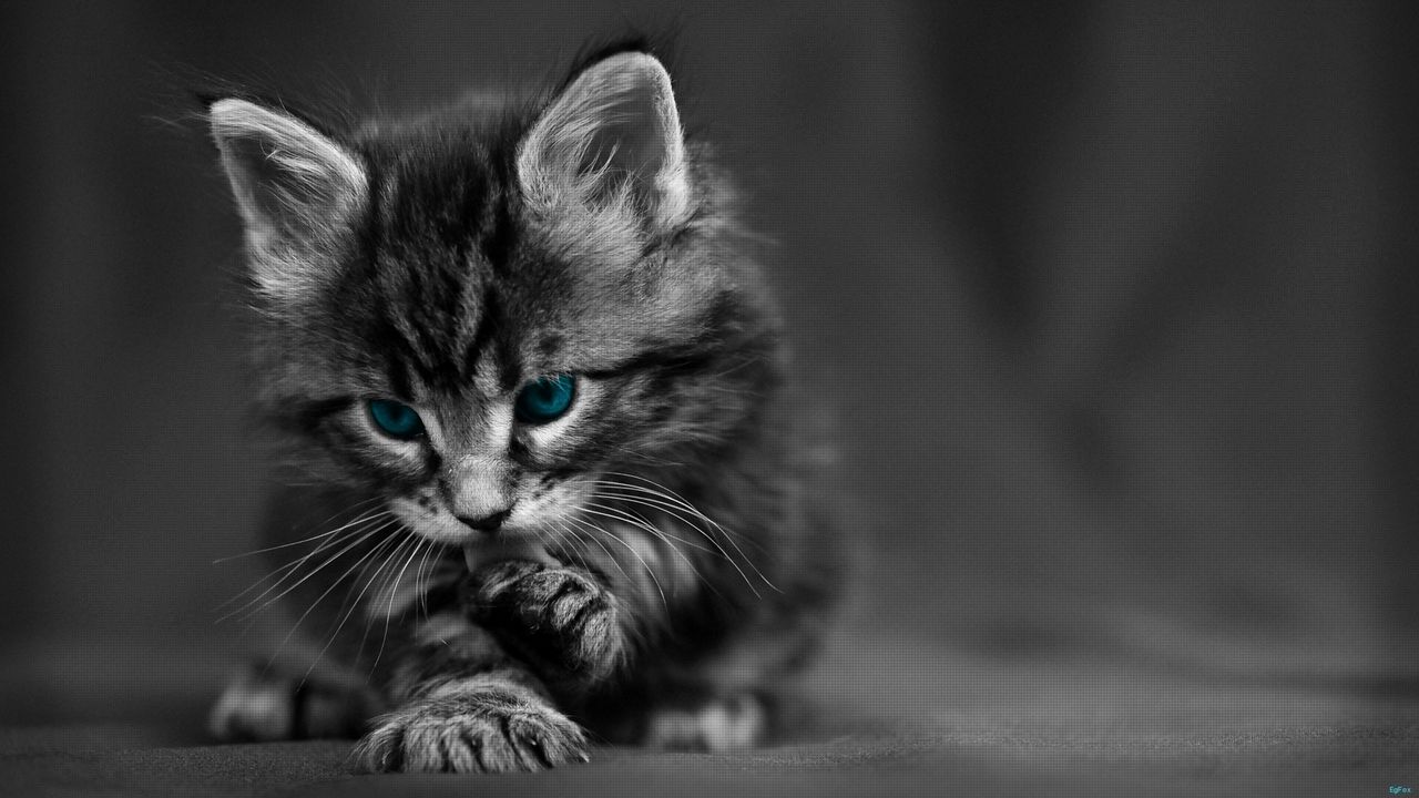 Wallpaper cat, black white, blue, eyes, baby, beautiful