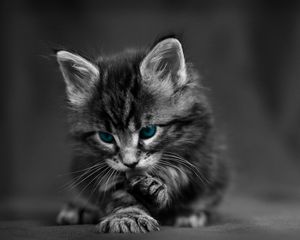 Preview wallpaper cat, black white, blue, eyes, baby, beautiful