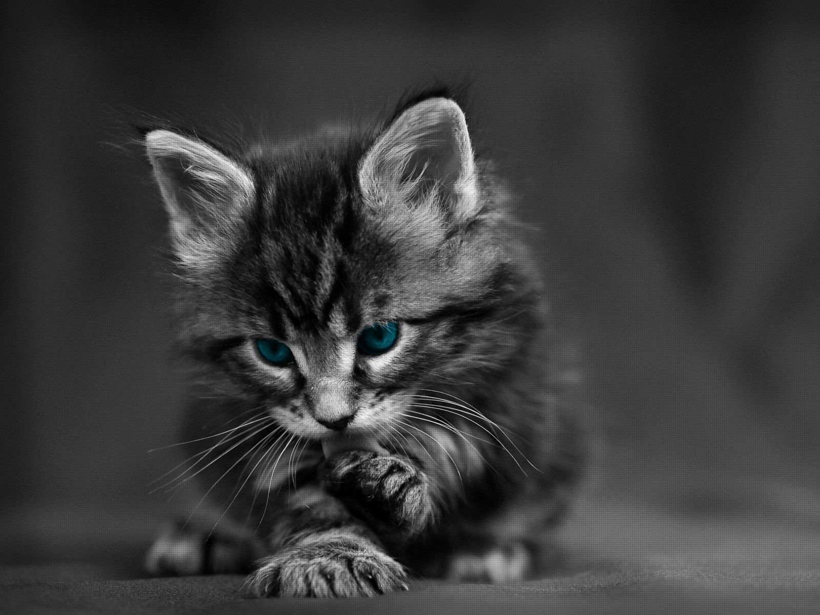 baby black and white cats