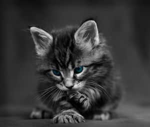 Preview wallpaper cat, black white, blue, eyes, baby, beautiful