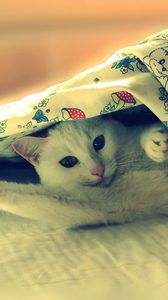 Preview wallpaper cat, blanket, lie, light