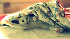Preview wallpaper cat, blanket, lie, light