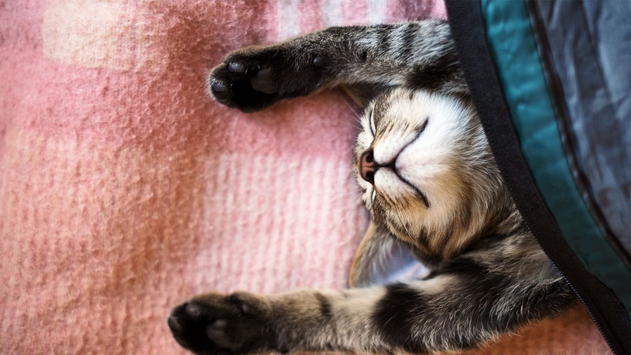Wallpaper cat, blanket, lie down, cool