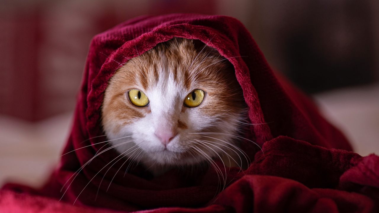 Wallpaper cat, blanket, pet, glance