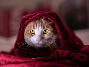 Preview wallpaper cat, blanket, pet, glance