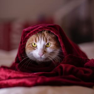 Preview wallpaper cat, blanket, pet, glance