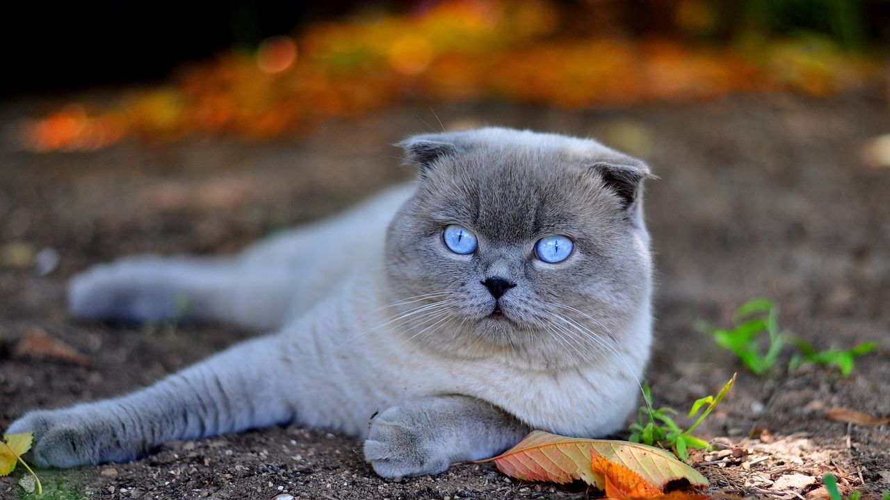 Wallpaper cat, blue eyes, face, fall, leaves, lie