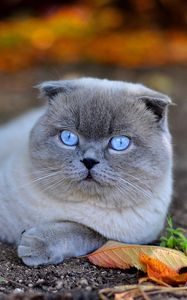 Preview wallpaper cat, blue eyes, face, fall, leaves, lie