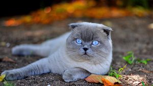 Preview wallpaper cat, blue eyes, face, fall, leaves, lie