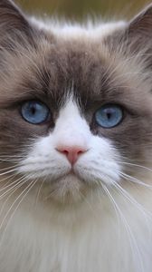 Preview wallpaper cat, blue eyes, face, eyes, beautiful, thick